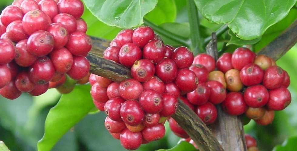 Investigation of PGRs on coffee berries in Vietnam