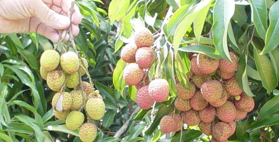 Lychee colour ripening study in South Africa