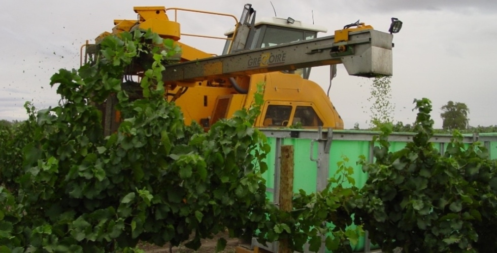 Mechanical harvesting of experimental wine grapes