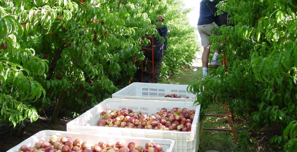 Nectarine harvesting in Australia