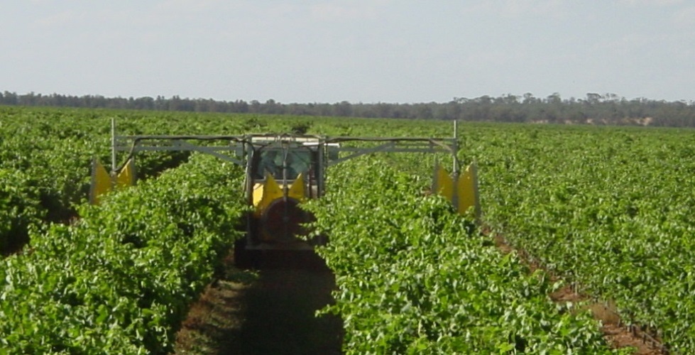 Improving the quality of Australia wine grapes