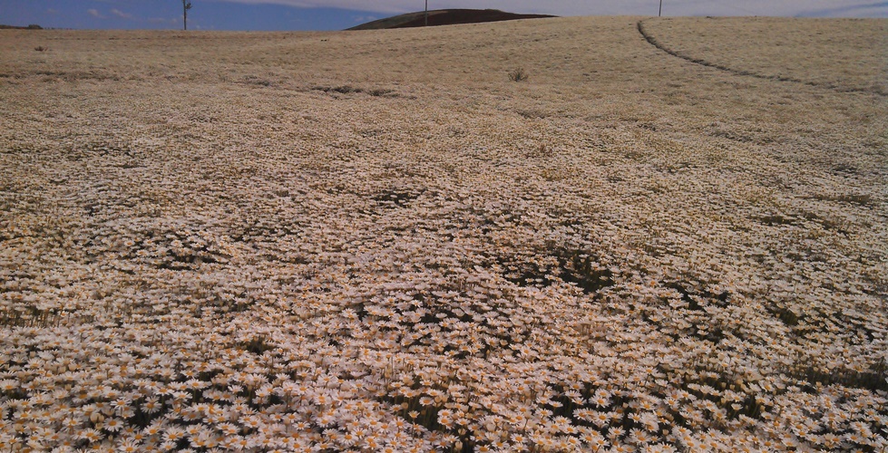 Increasing pyrethrum yield in Tasmania